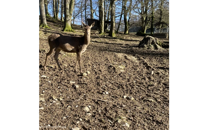 Rotwild im Bilsteintal
