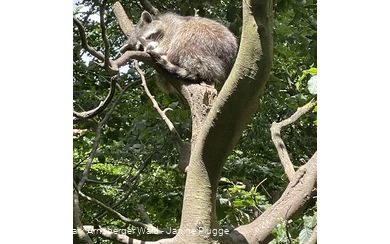 Waschbär Wildpark Bilsteintal Warstein