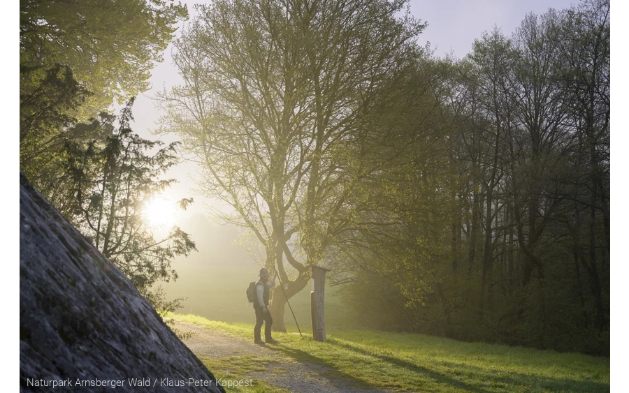 Ranger in der Morgendämmerung auf der Waldroute am Hohlen Stein