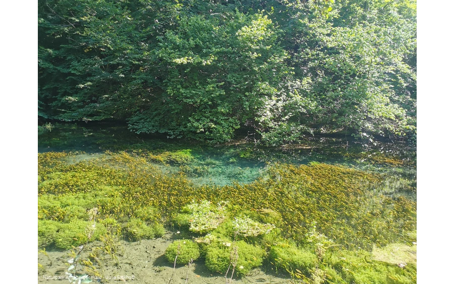 Die Almequellen bei Brilon Alme - Sauerland-Waldroute