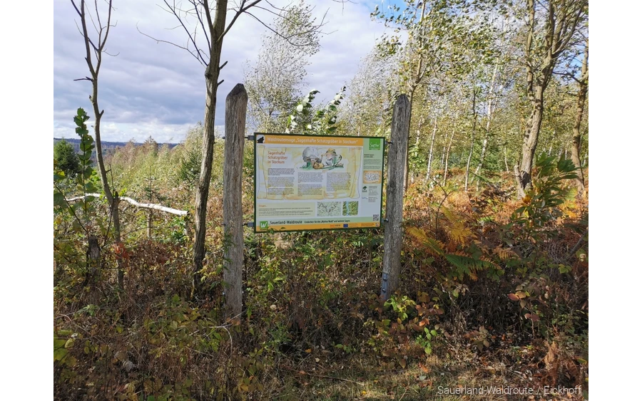 Sagenstation Sauerland-Waldroute