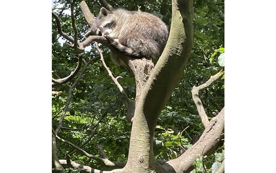 Waschbär Wildpark Bilsteintal Warstein
