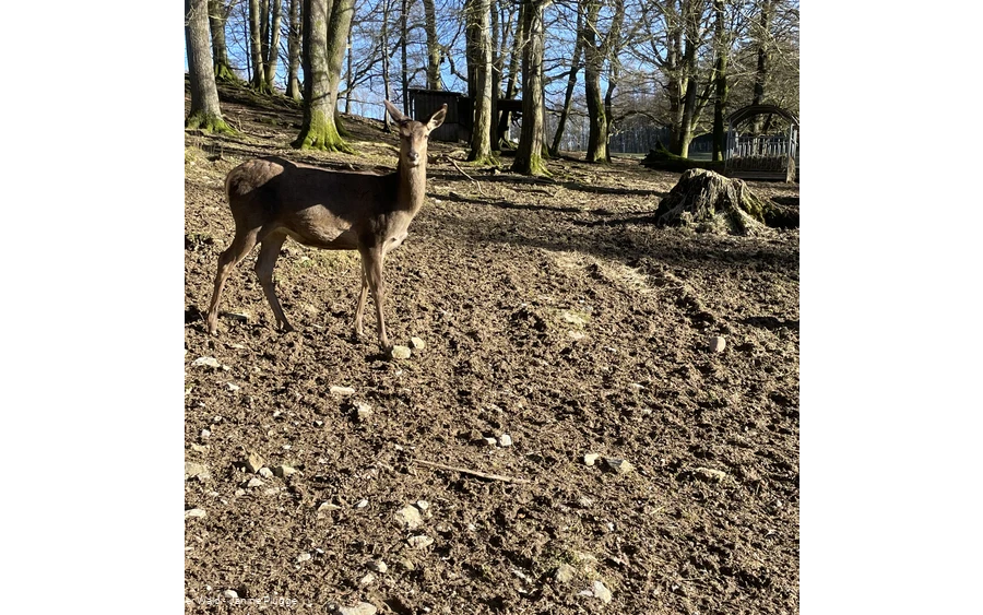 Rotwild im Bilsteintal