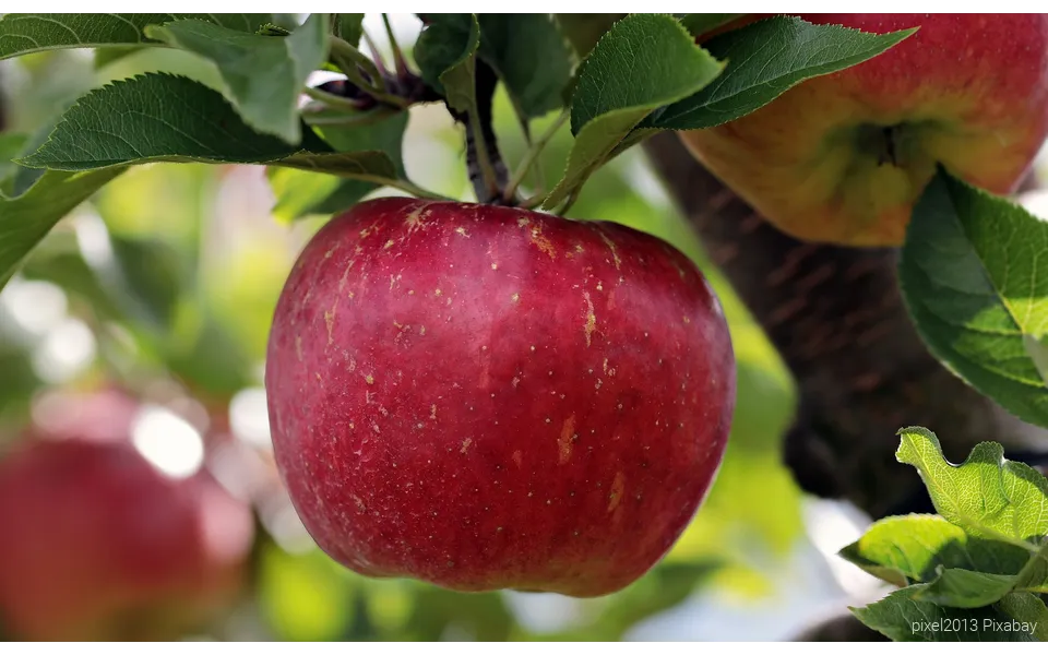Rote Apfel am Baum