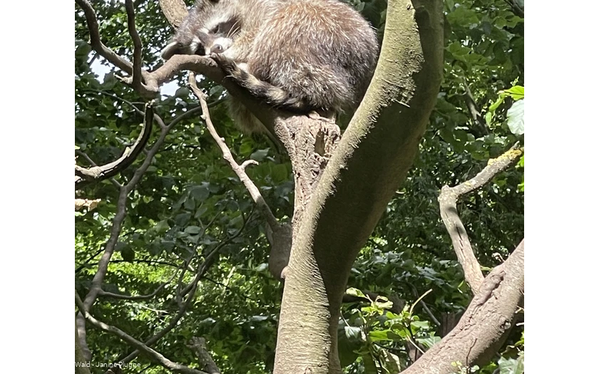 Waschbär Wildpark Bilsteintal Warstein