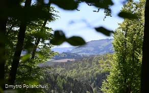 Ausblick auf den Wald bei Ostwig
