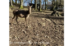Rotwild im Bilsteintal