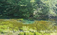 Die Almequellen bei Brilon Alme - Sauerland-Waldroute
