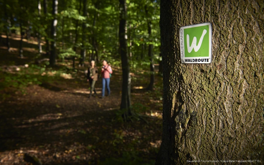 Die Waldroute im Mondlicht Mondschein auf der Sauerland-Waldroute