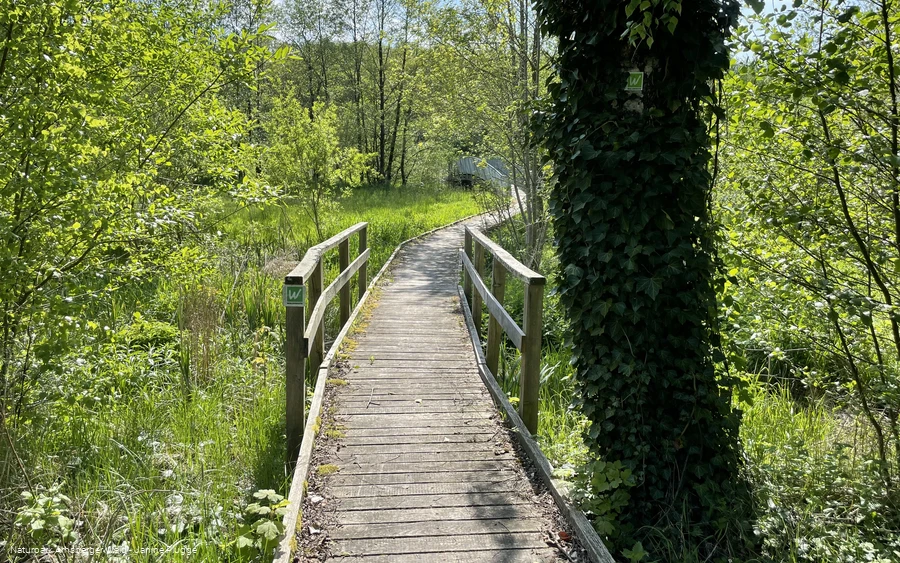 Brücke auf der Sauerland-Waldroute