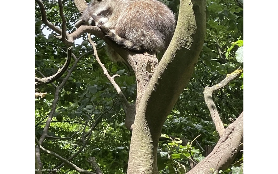 Waschbär Wildpark Bilsteintal Warstein