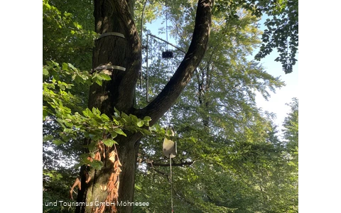Baumharfe Klangwald Möhnesee