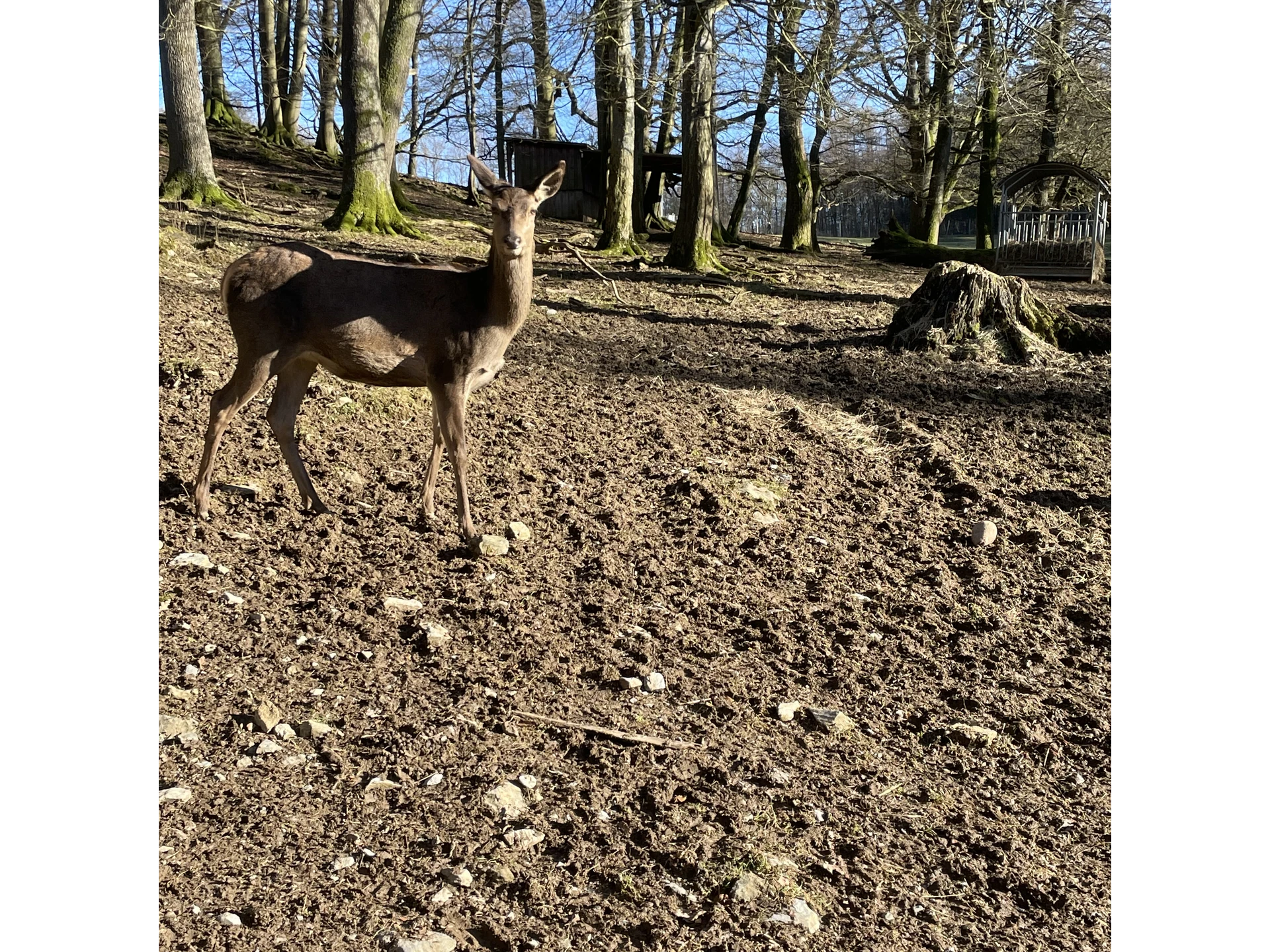 Rotwild im Bilsteintal