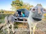 Bild Trekkingplatz Lattenberg Esel