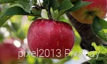 Rote Apfel am Baum