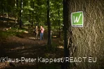 Mondschein auf der Sauerland-Waldroute